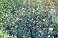 Helianthemum apenninum