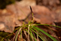Carex humilis