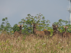 Rucervus eldii hainanus