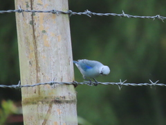 Thraupis episcopus cana