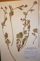 Geum macrophyllum perincisum