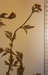 Geum macrophyllum perincisum