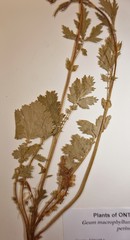 Geum macrophyllum perincisum