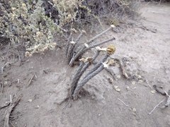 Pterocactus tuberosus