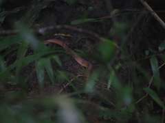 Oreocryptophis porphyraceus