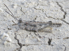 Derotmema haydenii