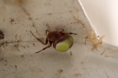 Araneus