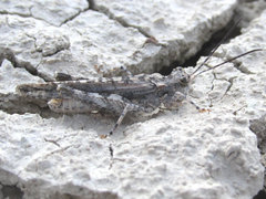 Derotmema haydenii