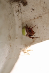 Araneus