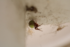 Araneus