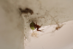 Araneus