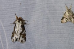 Disphragis tharis