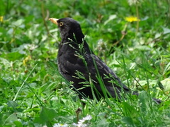 Turdus merula