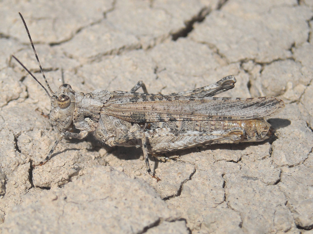 Hayden's Grasshopper
