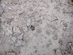Traumatomutilla centralis