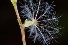 Valeriana urticifolia