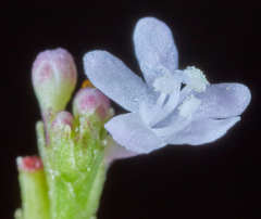 Valeriana urticifolia