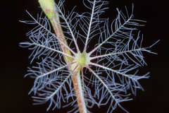 Valeriana urticifolia