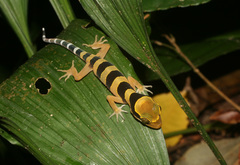 Cyrtodactylus macrotuberculatus