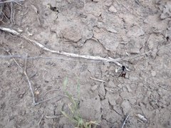 Traumatomutilla centralis