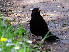 Turdus merula