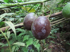 Passiflora adenopoda