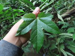 Passiflora adenopoda