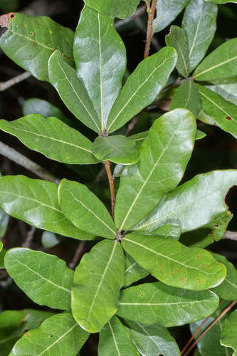 Quercus sapotifolia