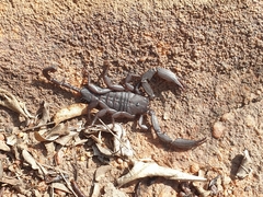 Scorpionidae