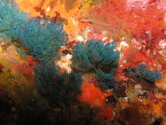 Virididentula dentata