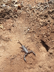 Scorpionidae