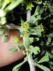Condalia globosa