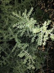 Condalia globosa