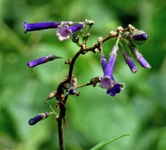 Dunalia brachyacantha