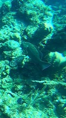 Mycteroperca venenosa