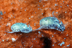 Haminoeidae
