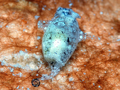 Haminoeidae