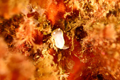 Diaphorodoris alba
