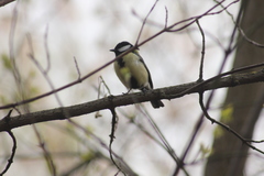 Parus major