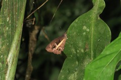 Posttaygetis penelea