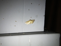 Eurrhyparodes bracteolalis