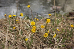 Tussilago farfara