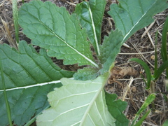 Rehmannia glutinosa