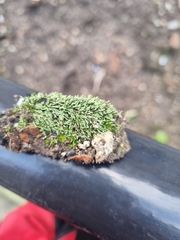 Bryum argenteum