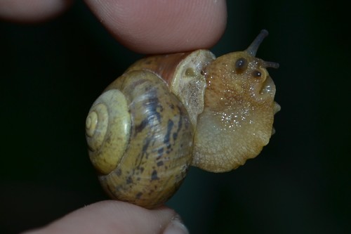 Lapinė krūmsraigė nuotrauka