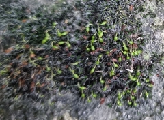 Grimmia pulvinata