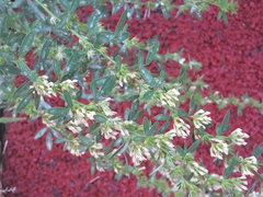 Lespedeza daurica