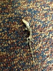 Hemidactylus turcicus