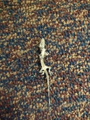 Hemidactylus turcicus