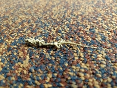 Hemidactylus turcicus